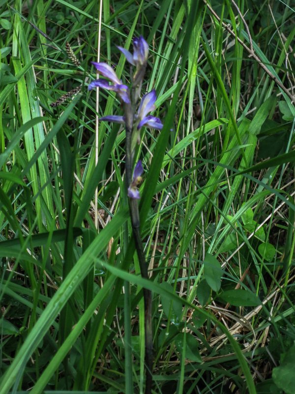 Limodore à feuilles avortées 01